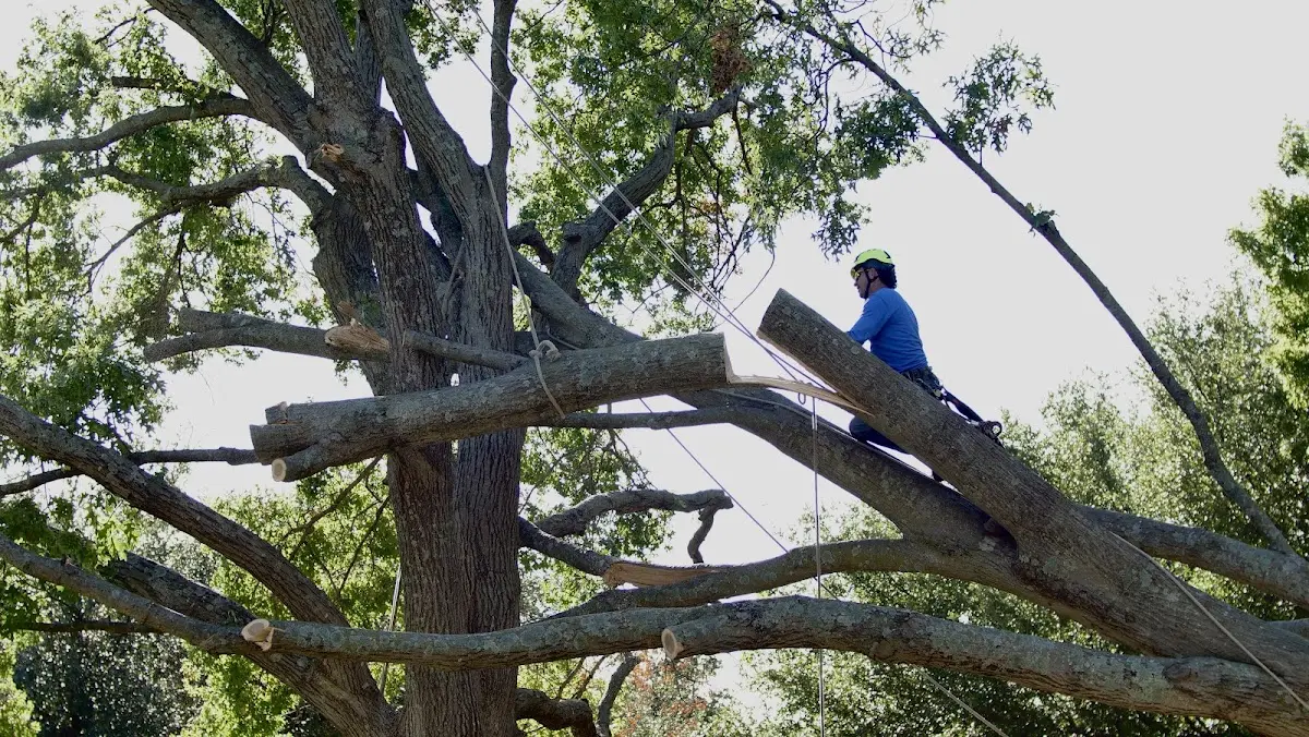 Professional Hazardous Tree Removal performed by certified arborists in Hughes