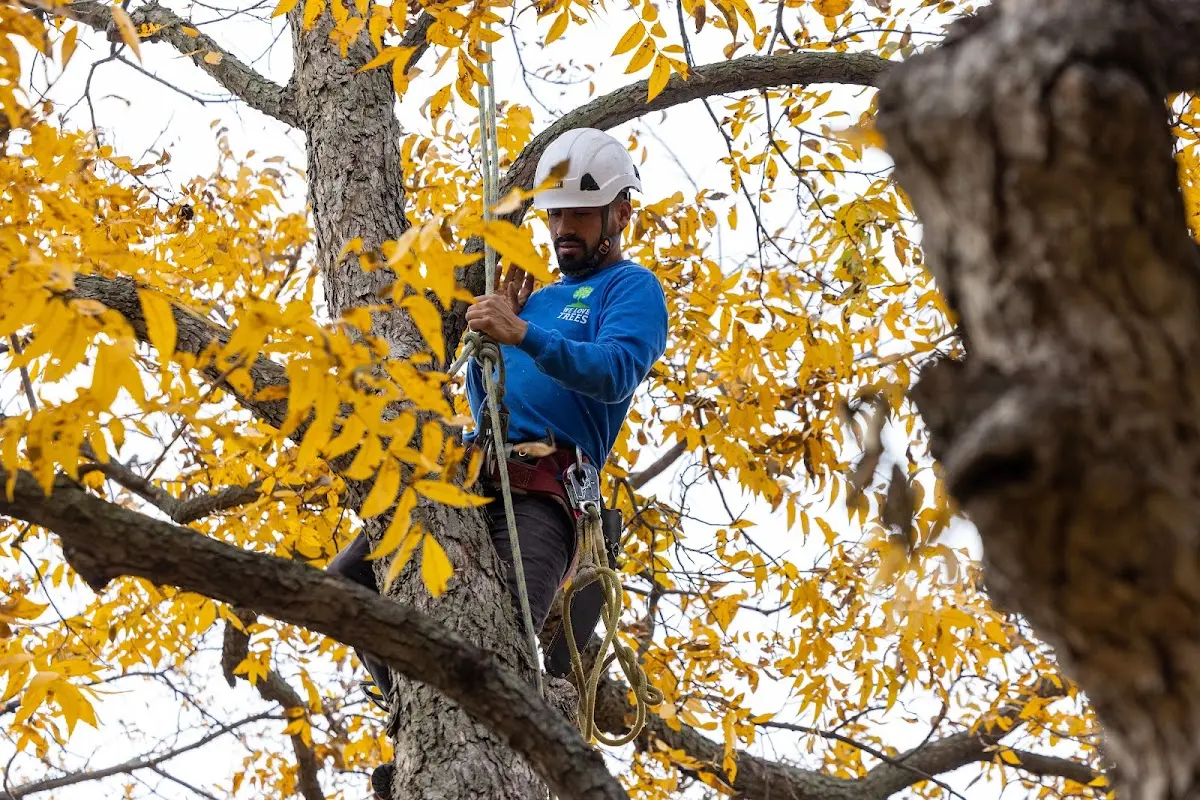 Skilled Storm Damage Cleanup crew working in Hughes